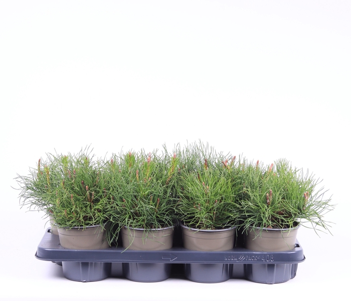 <h4>Pinus mugo pumilio</h4>