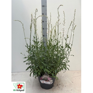 GAUR LI GEYSER WHITE