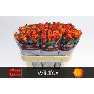 R GR WILDFOX
