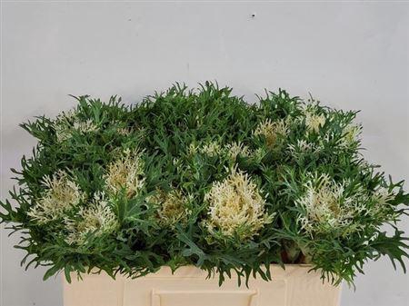 Brass Crane Fea Snow