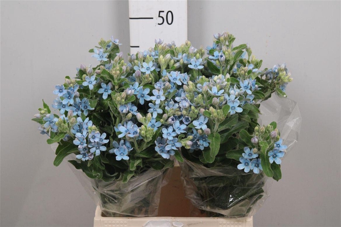 <h4>Oxy Co Tan Pure Blu</h4>