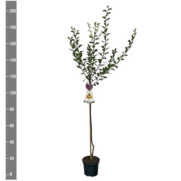 <h4>Prunus d. Mir. de Nancy halfstam</h4>