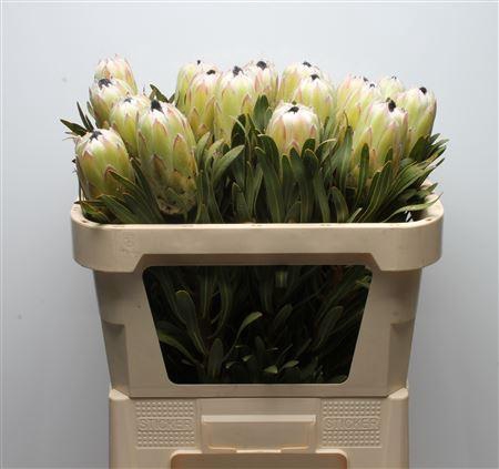 <h4>Protea White Night</h4>