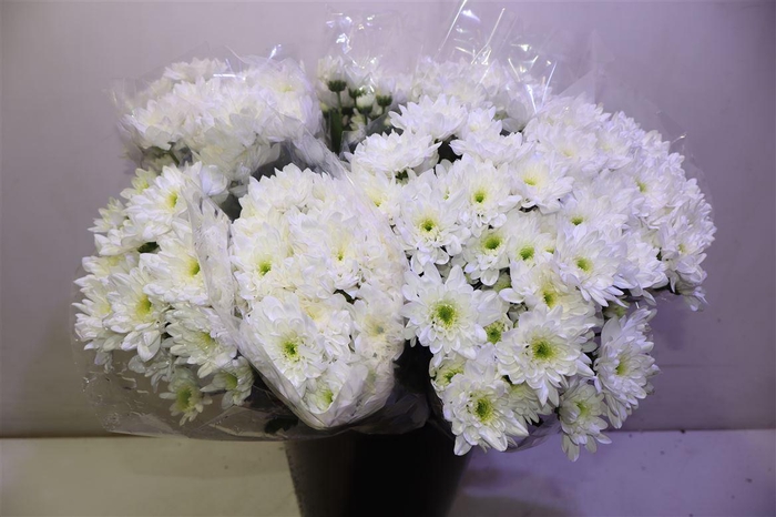 <h4>Chr T Baltica X5</h4>