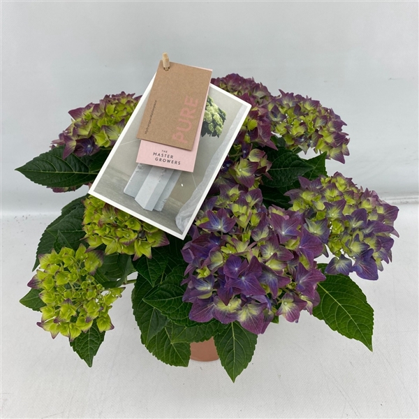 <h4>Hydrangea Hi Ocean Blue 7 + Flowers</h4>