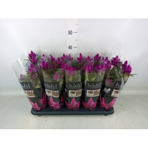 Celosia spic. 'Deep Purple'