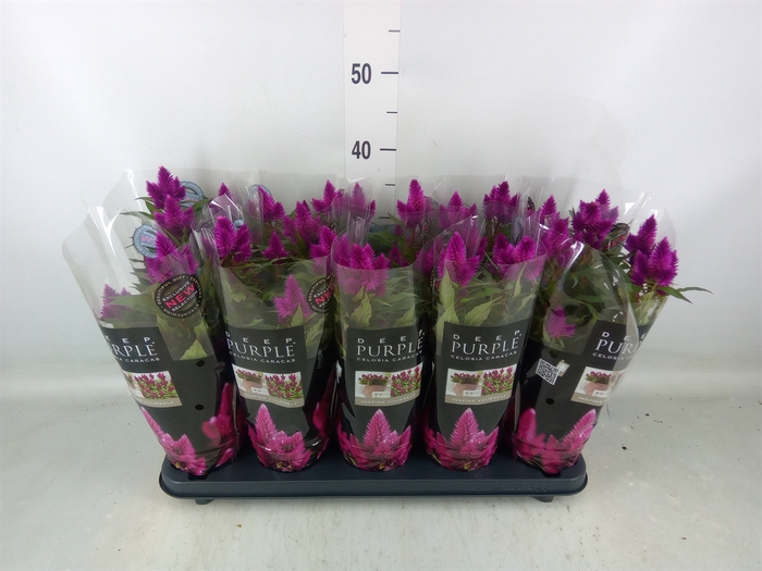 <h4>Celosia spic. 'Deep Purple'</h4>