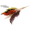 Pampas Grass 100cm 5st/bunch Autumn Mix