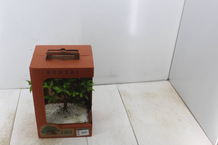 <h4>BONSAI FRUTA VASO PLASTICO 1.1L</h4>