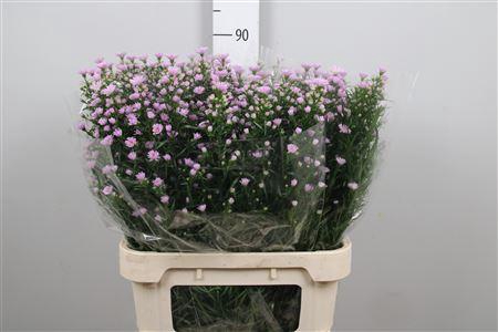 <h4>Ast Claudia</h4>