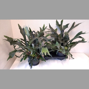 PLATYC BIFURCATUM