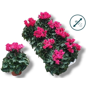 Cyclaam-ROZE