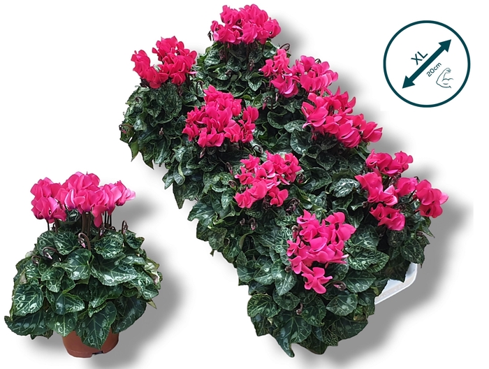 <h4>Cyclaam-ROZE</h4>