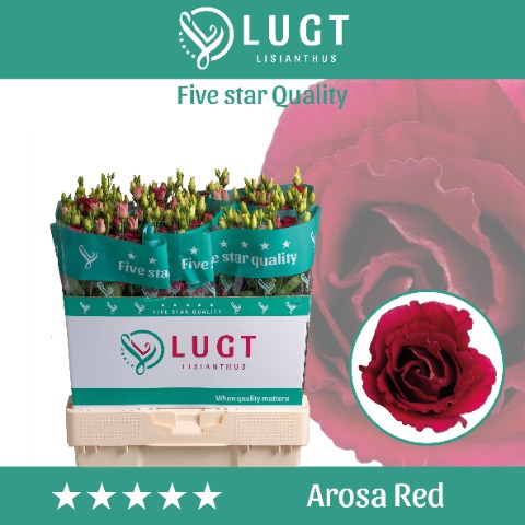 <h4>Lisianthus Arosa Red</h4>