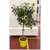 Citrus hystrix