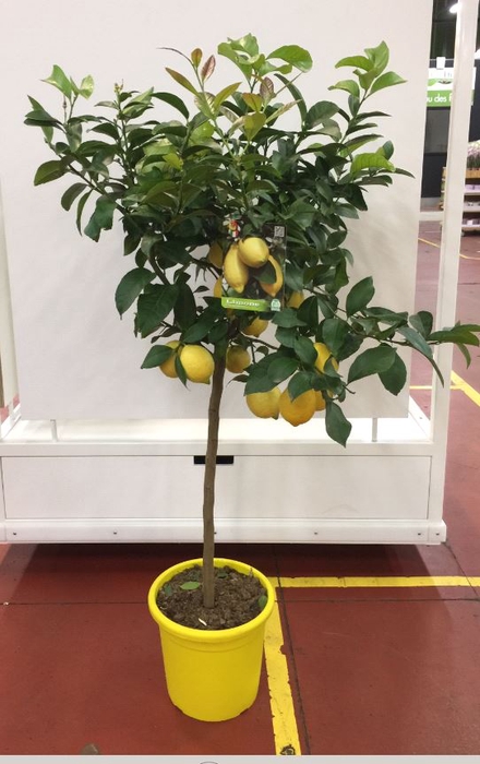 <h4>Citrus hystrix</h4>