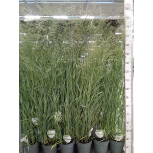 Panicum virgatum