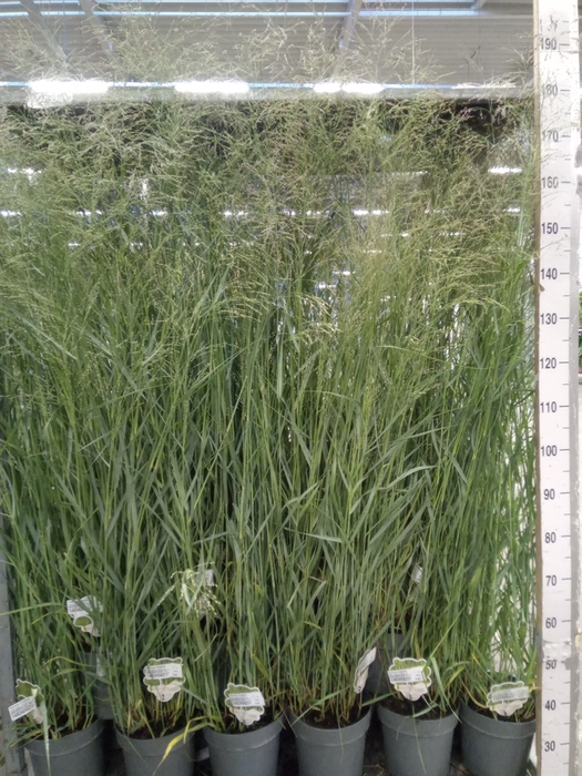 <h4>Panicum virgatum</h4>