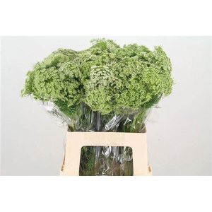 Ammi Vis Casablanca