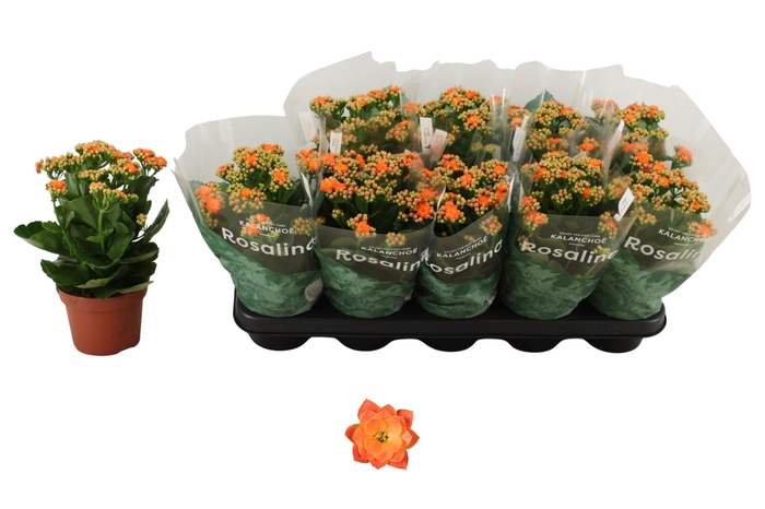 <h4>KAL GE DON PEDRO</h4>