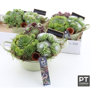 ARR SEMPERVIVUM