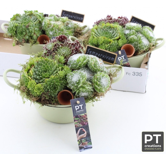 <h4>ARR SEMPERVIVUM</h4>