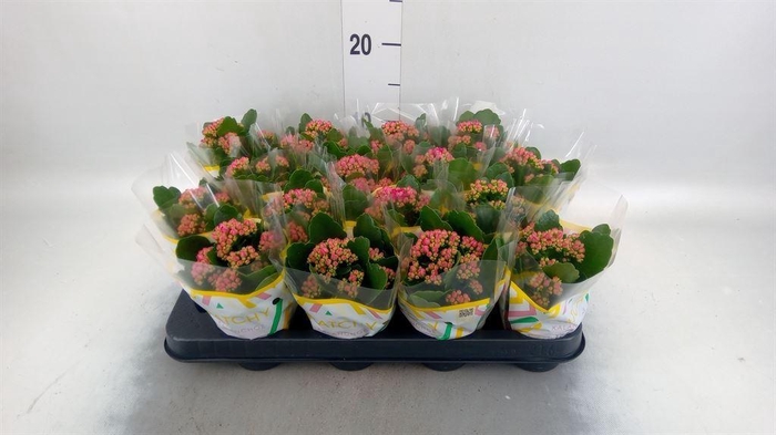 <h4>Kalanchoe blos. 'Calandiva Rubio'</h4>