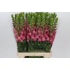 Antirrhinum Potomac Cherry Rose