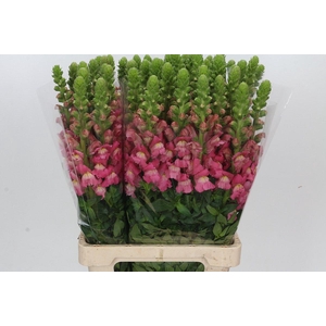 Antirrhinum Potomac Cherry Rose