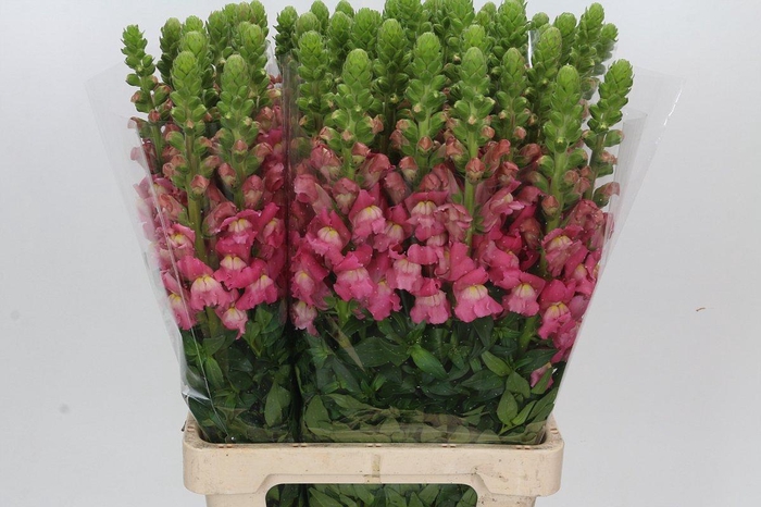 <h4>Antirrhinum Potomac Cherry Rose</h4>