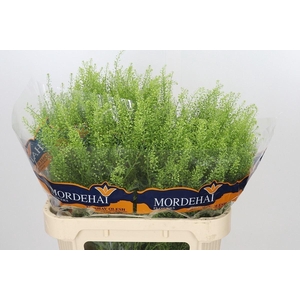 LEPIDIUM GREEN BELL 24GR