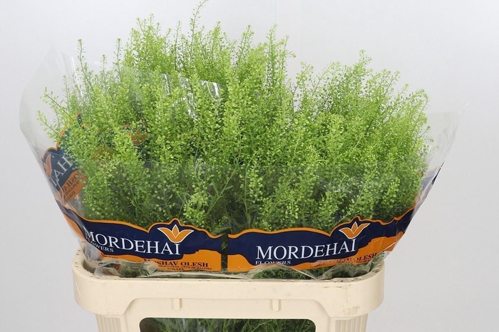 <h4>LEPIDIUM GREEN BELL 24GR</h4>