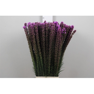 Liatris Callilepis