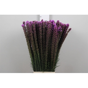 Liatris Callilepis