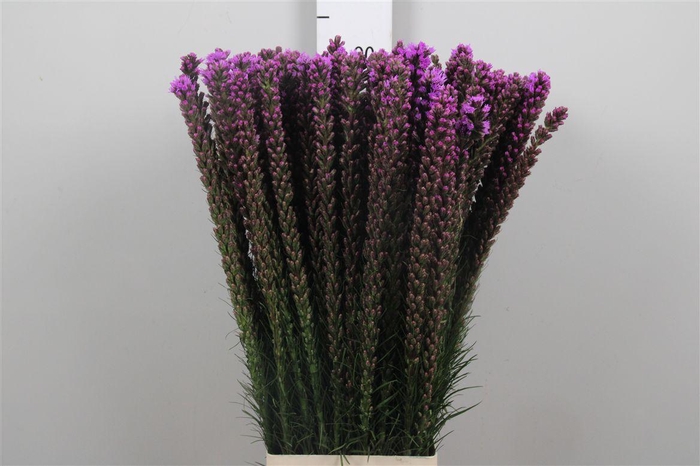 <h4>Liatris Callilepis</h4>