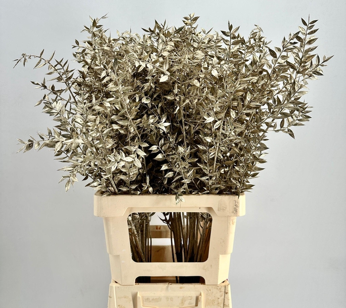 <h4>Dried Ruscus Aculeatus Platinum</h4>