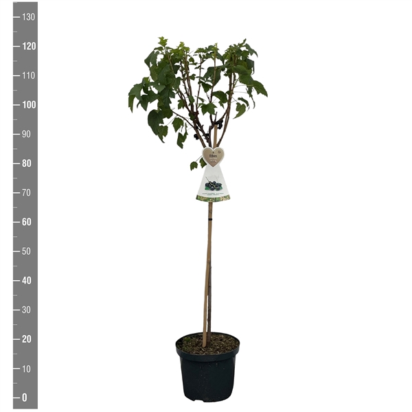 <h4>Ribes n. Zwart Titania stam 60 cm (zwarte bes)</h4>