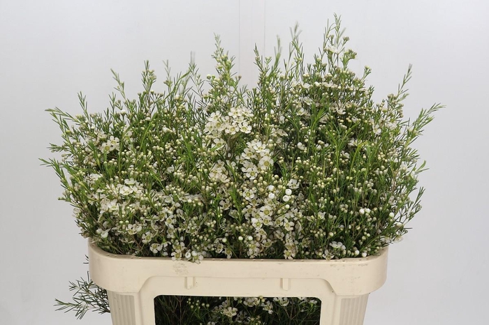 <h4>Chamelaucium Ofir</h4>