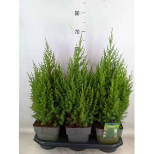 Juniperus chinensis 'Stricta'