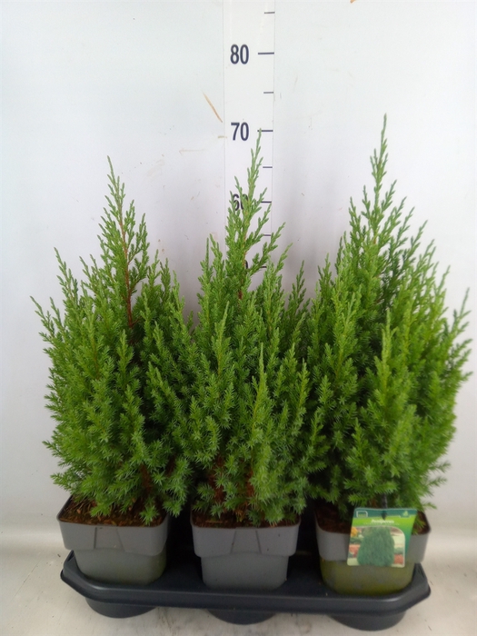 <h4>Juniperus chinensis 'Stricta'</h4>