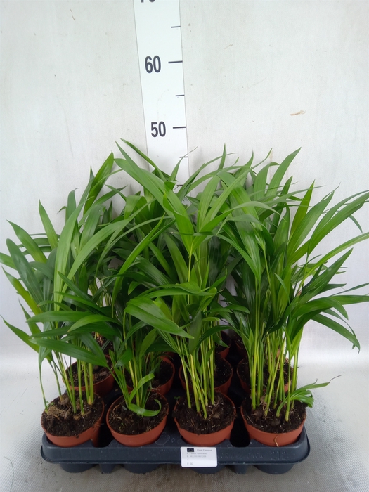 <h4>Dypsis lutescens   ...Chrysalidoca</h4>