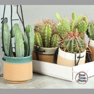 CACTUS OV