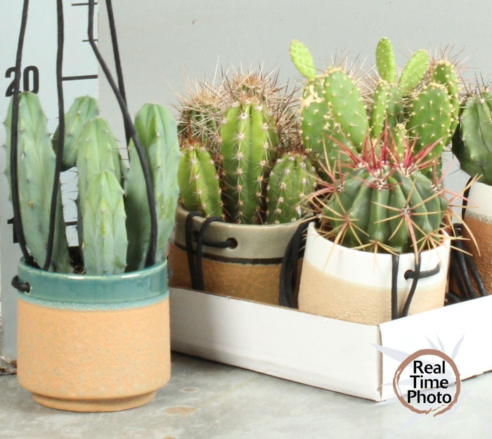 <h4>CACTUS OV</h4>