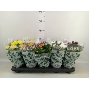 Chrysanthemum   ..mix 5