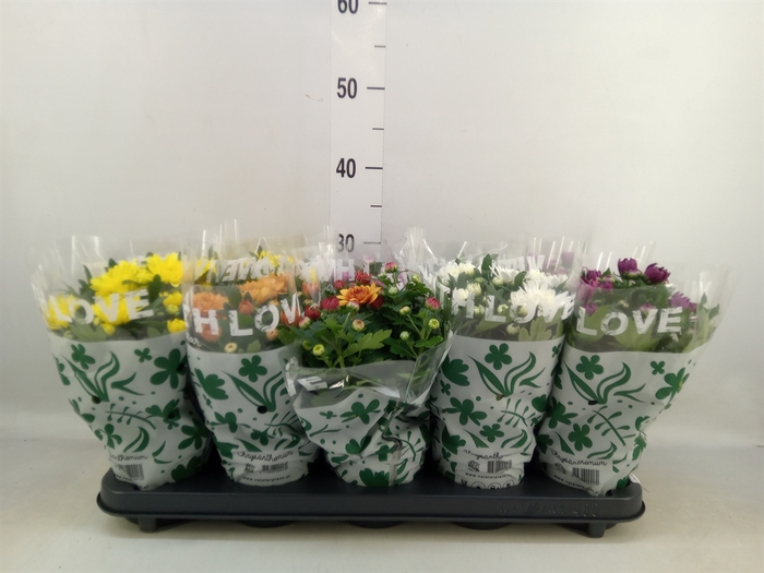 <h4>Chrysanthemum   ..mix 5</h4>