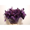 Euca Populus Berry Metal Lila P Bunch