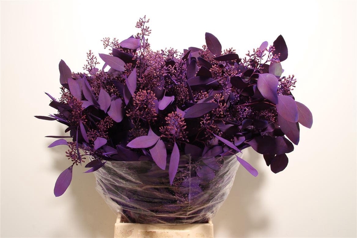 Euca Populus Berry Metal Lila P Bunch