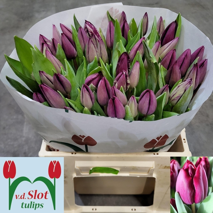 <h4>TU EN CAVIAR</h4>