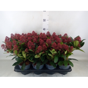 Skimmia jap. 'Rubella'