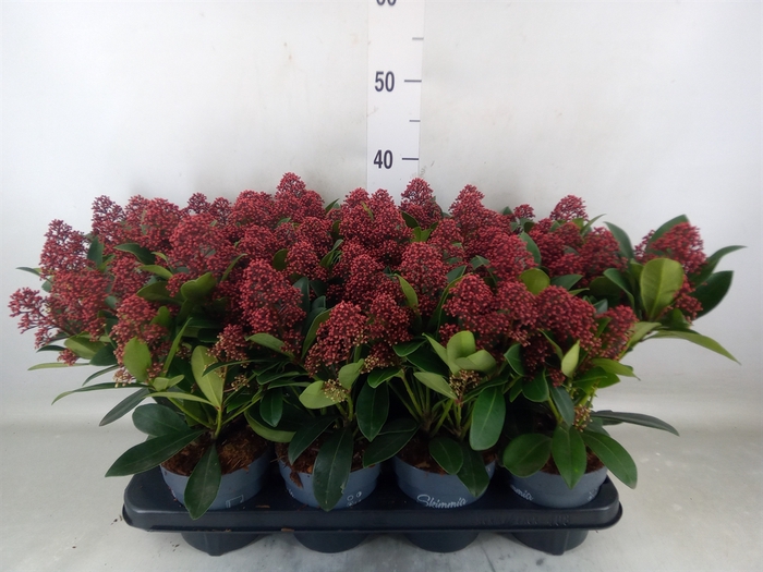 <h4>Skimmia jap. 'Rubella'</h4>